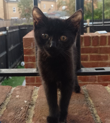 Female Kitten