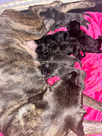 4 female cane corso cross puppies left