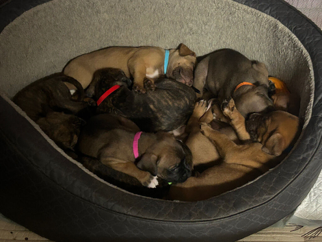 1 boy & 1 girl puppy left for sale (mixed breed)