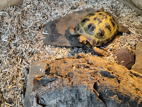 Female Horsefield Tortoise