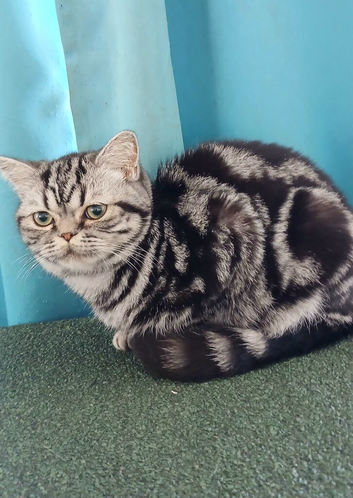 Kitten looking for new home.