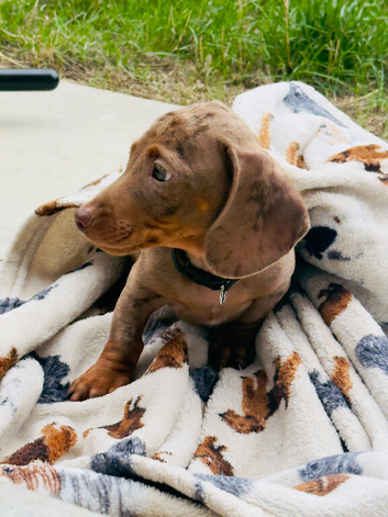 Miniature dachshund