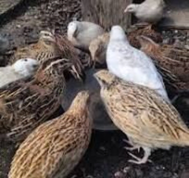 Male coturnix quail 12 weeks old