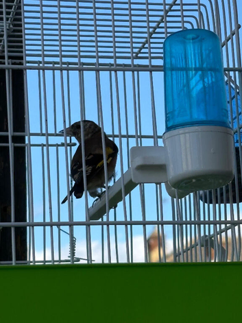 BBC RUNG 2026 MALE GOLDFINCHES