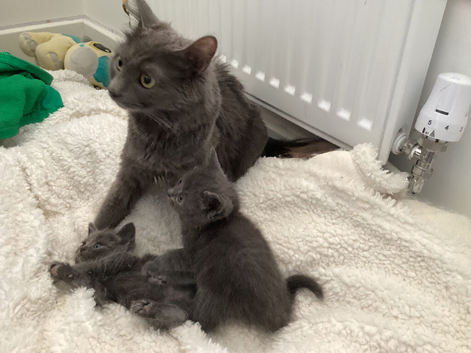5 weeks old ready for deposit rare breed Russian blue Scottish fold mix beautiful stunning litter