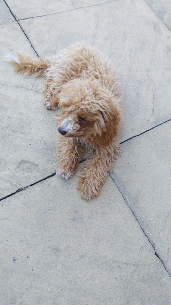 Female cockapoo
