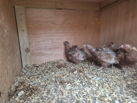 Male quail