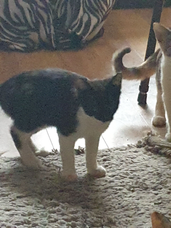 Kitten