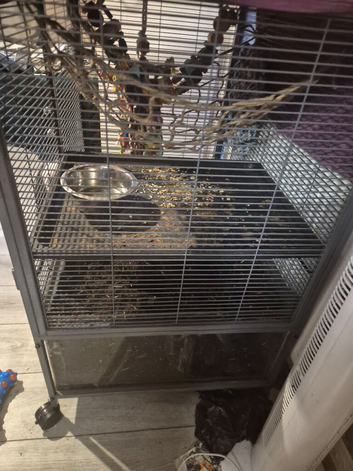 2 Rat needing a new home