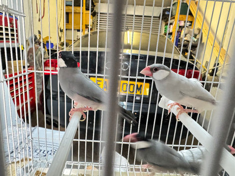 Java sparrow silver pair and standard pair