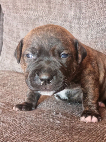*** ALL RESERVED*** BEAUTIFUL STAFFIE PUPPIES &ndash; 5 AVAILABLE