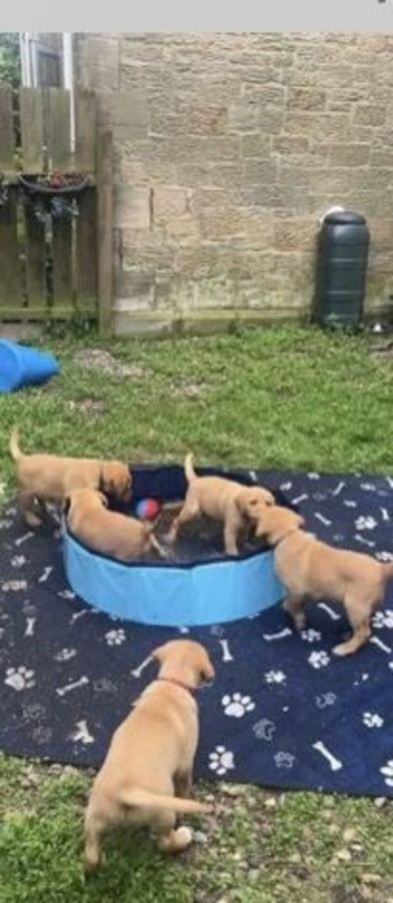 Exceptional Casey registered Labrador puppies 8 weeks