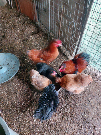 Autralaup x 10 month old hens laying