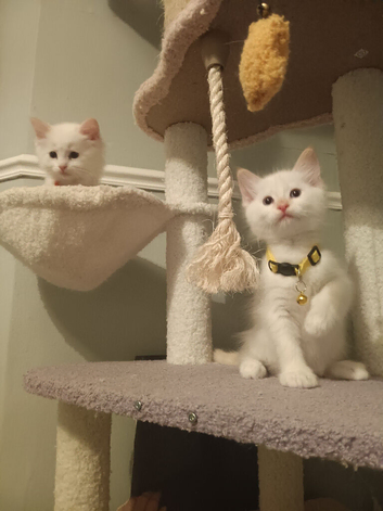 *2 left* Flame Point Ragdoll Kittens for sale