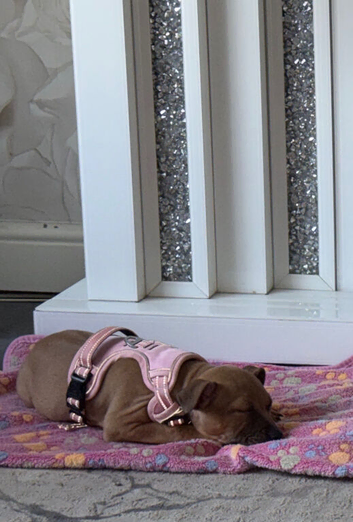 Female red staffy
