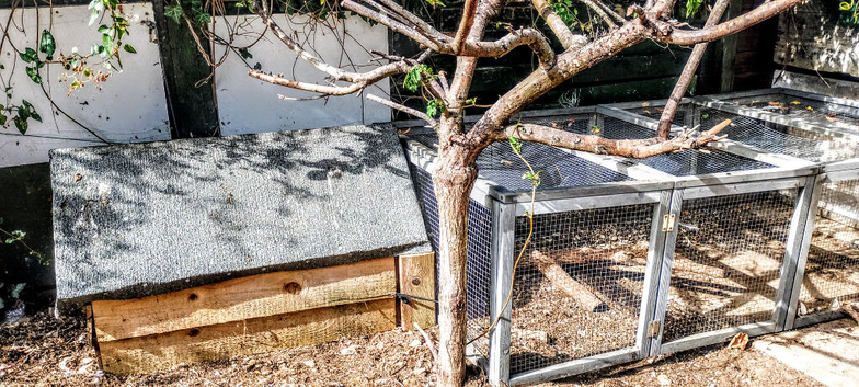 Offering a rescue place for guinea pigs