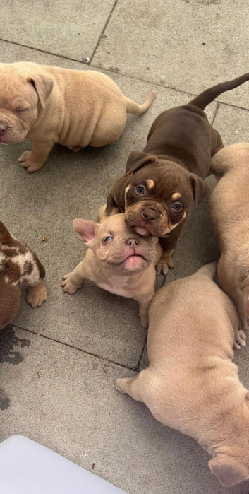 Pocket bully pups