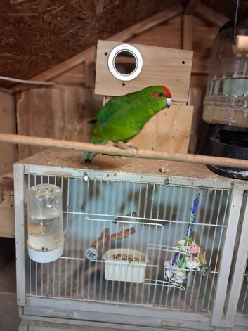 Kakariki