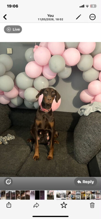 Dobbaman puppies