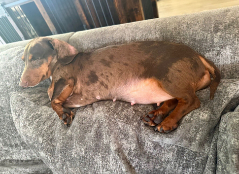 Miniature Dachshund
