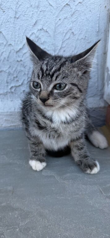 8 weeks old Maine coon x British short hair