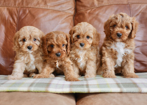 Stunning Health Tested F1 Toy Cavapoo Puppies