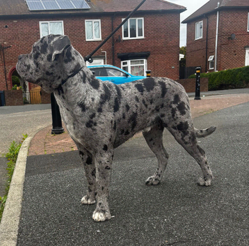 Cane Corso mix Stud