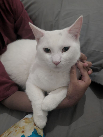 2 Cats