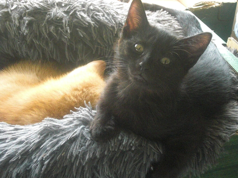Countryside kittens very cute looking for forever homes
