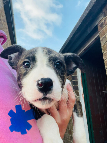 3PupsLeft &pound;400