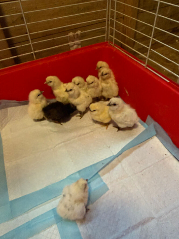 Silkie chicks