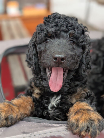 Rottweiler /  Rottidoodle