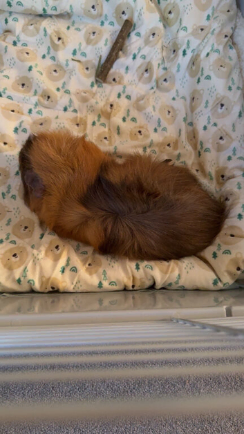 Guinepigs need gone asap