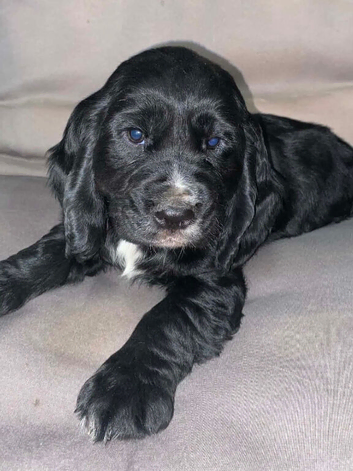 KC Reg Cocker Spaniel Dog Puppy