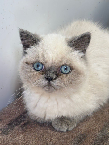 Stunning exotic female kitten ready to leave