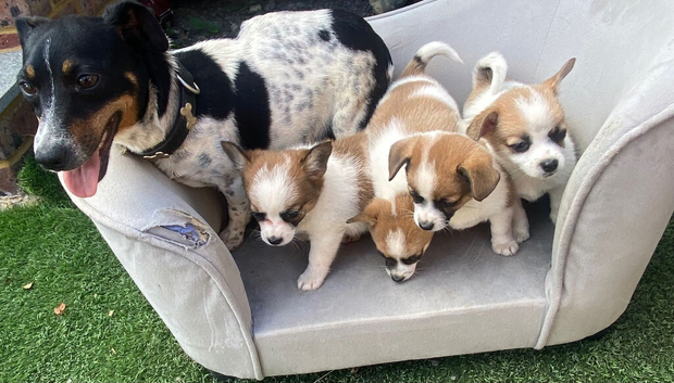 Pomeranian cross jack Russell pups
