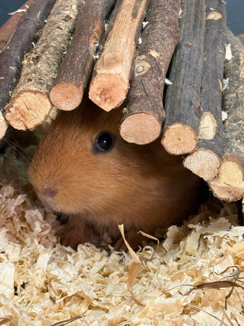 Twin boy guinea pigs for sale