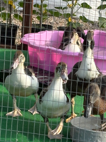 Runners Muscovy ducks forsale 10wks old