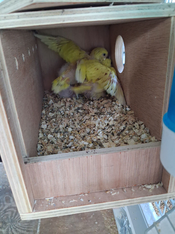 Budgie