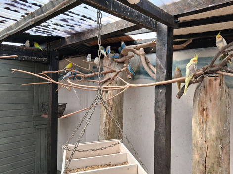 Young Budgies and some adult birds around 1 year old, cages also available.