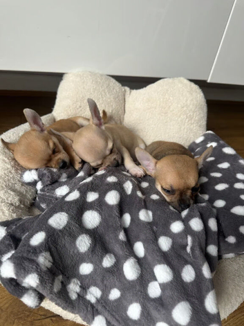 Beautifu puppies looking for their loving forever homes