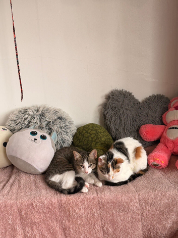Female kitten for sale