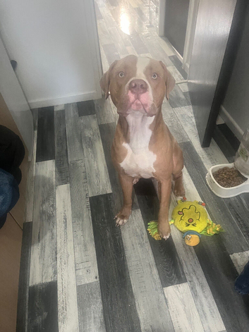 Staffy cross
