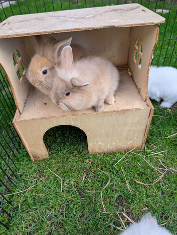 Mini lop X Netherland dwarf bunnies