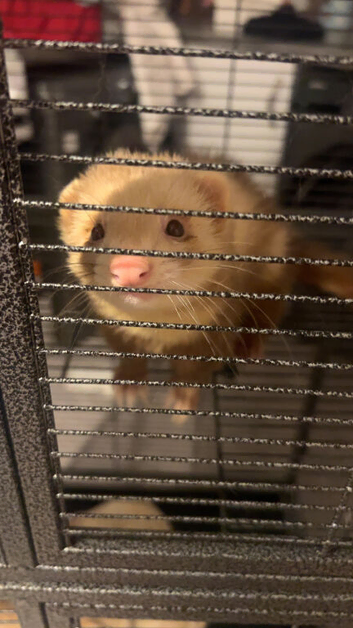 Ferret Hob and cage