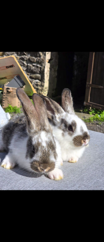 Continental Giant Babies For Reserve