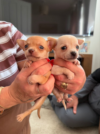 CHIHUAHUA PUPPIES