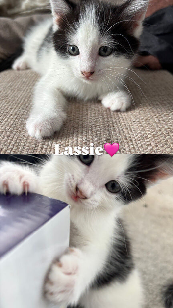 5 beautiful kittens looking for the forever home