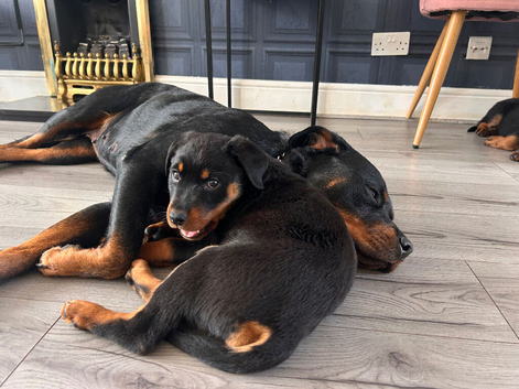 Rottweiler puppies for sale Ready to go now