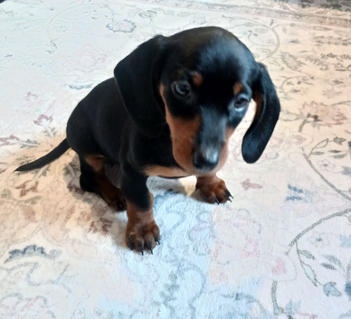 Miniature Dachshund